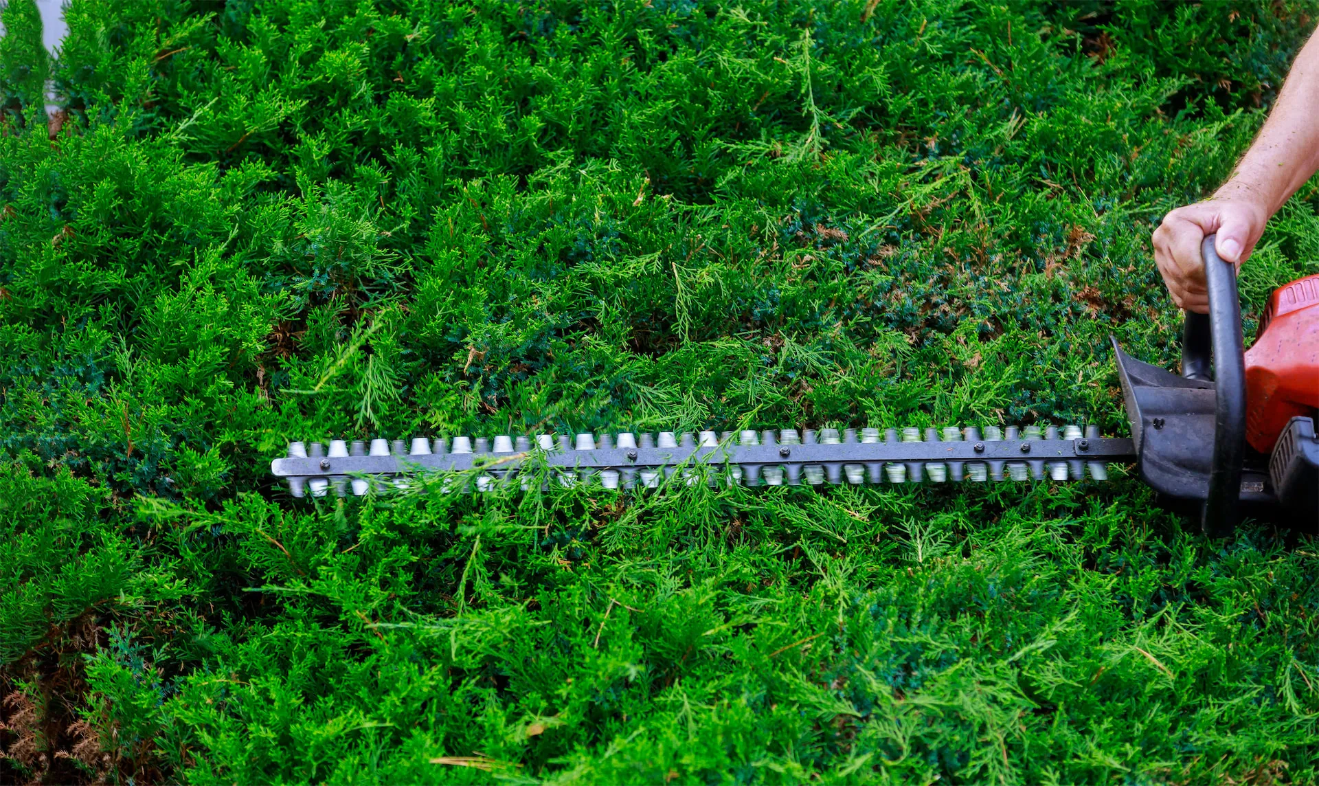 Shrub and hedge trimming around a home