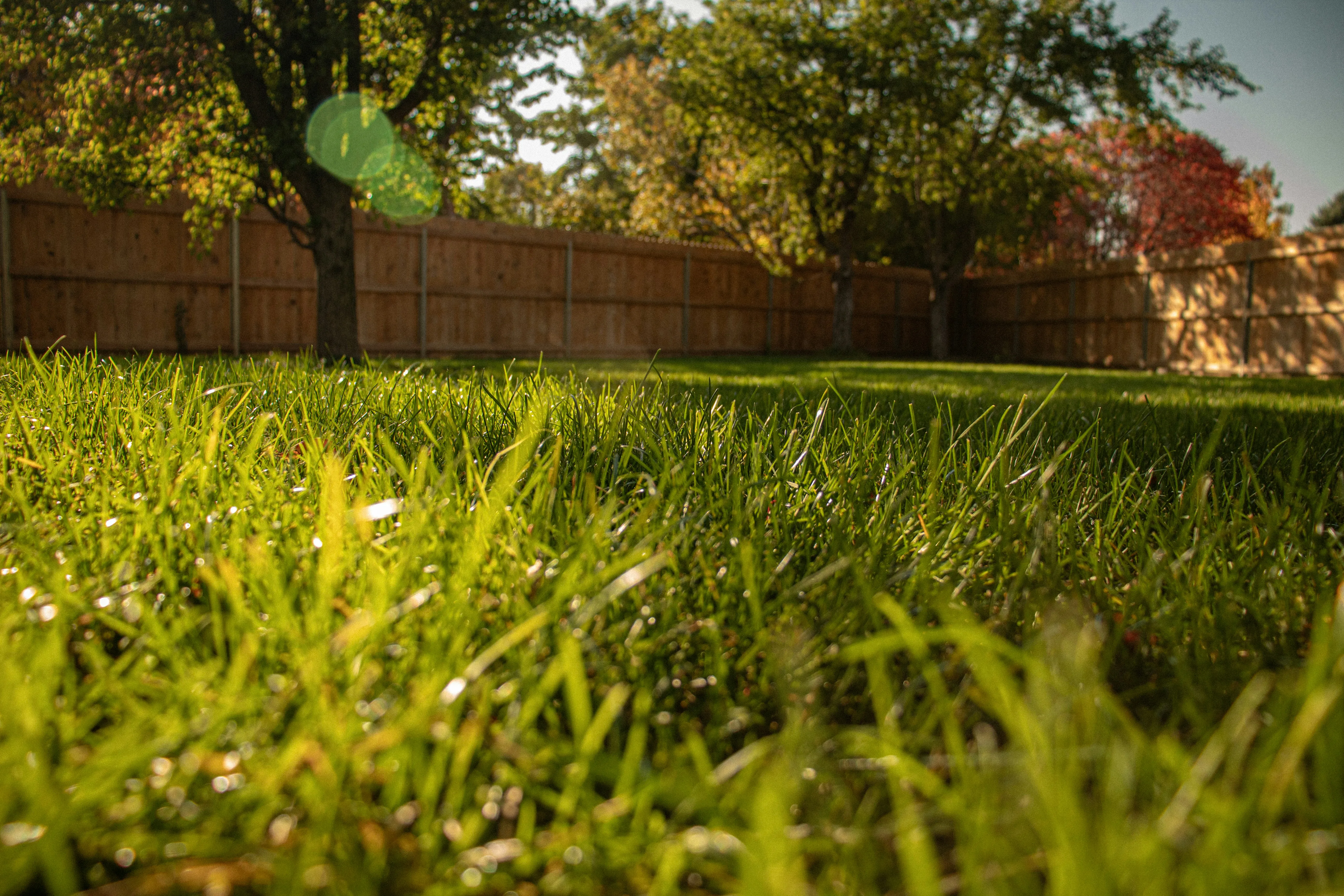 Maintained lawn and landscaping